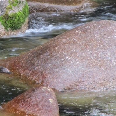 Ornithorhynchus anatinus (Platypus) at Syndicate, QLD - 7 Aug 2022 by JasonPStewartNMsnc2016