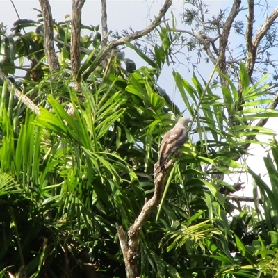 Aviceda subcristata (Pacific Baza) by JasonPStewartNMsnc2016