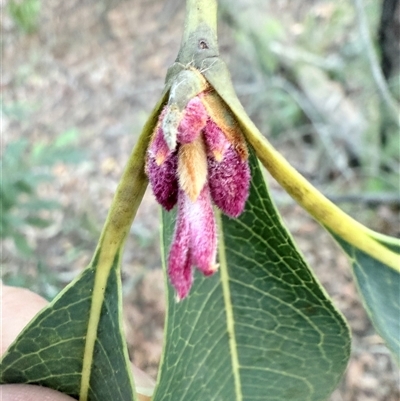 Xylomelum pyriforme (Woody Pear) at Mogo Creek, NSW - Today by MartinPredavec