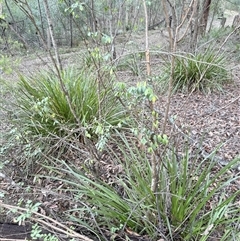 Breynia oblongifolia (Coffee Bush) at Bucketty, NSW - Today by MartinPredavec