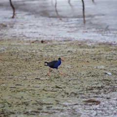 Porphyrio melanotus (Australasian Swamphen) at Throsby, ACT - Yesterday by JimL