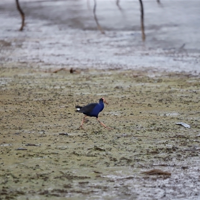 Porphyrio melanotus (Australasian Swamphen) at Throsby, ACT - Yesterday by JimL