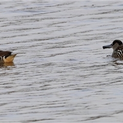 Malacorhynchus membranaceus (Pink-eared Duck) by JimL