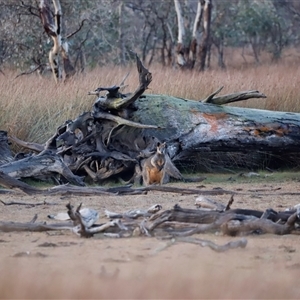 Macropus giganteus by JimL