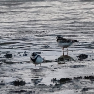 Charadrius melanops at Throsby, ACT - Today by JimL