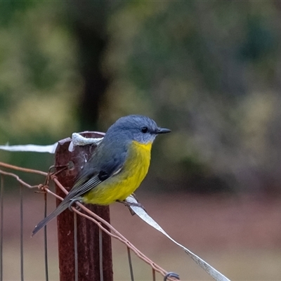 Eopsaltria australis (Eastern Yellow Robin) at Penrose, NSW - Today by Aussiegall