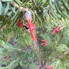 Calothamnus sp. at Eneabba, WA - 4 Jun 2025 by LyndalT