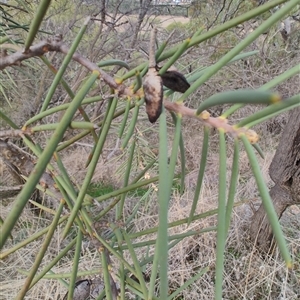 Hakea sp. at Mingenew, WA - 4 Jun 2025 by LyndalT