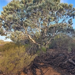 Banksia sp. at Mullewa, WA - 4 Jun 2025 by LyndalT