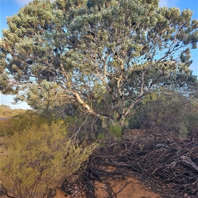 Banksia sp. at Mullewa, WA - 4 Jun 2025 by LyndalT