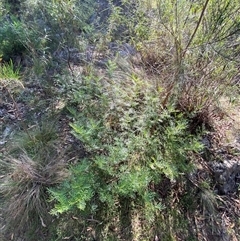 Senna aciphylla (Sprawling Cassia) at Bungonia, NSW - 9 Apr 2025 by Tapirlord