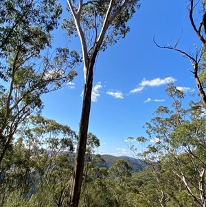 Eucalyptus moluccana (Grey Box) at Bungonia, NSW - 9 Apr 2025 by Tapirlord