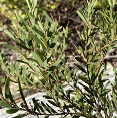 Acacia buxifolia subsp. buxifolia at Bungonia, NSW - 9 Apr 2025 by Tapirlord