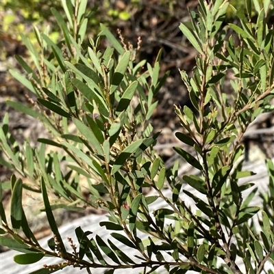 Acacia buxifolia subsp. buxifolia at Bungonia, NSW - 9 Apr 2025 by Tapirlord