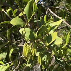 Amyema congener (A Mistletoe) at Bungonia, NSW - 9 Apr 2025 by Tapirlord