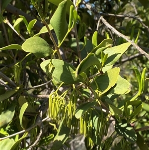 Amyema congener (A Mistletoe) at Bungonia, NSW - 9 Apr 2025 by Tapirlord