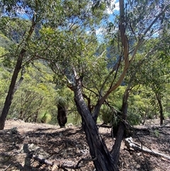 Eucalyptus macrorhyncha (Red Stringybark) at Bungonia, NSW - 9 Apr 2025 by Tapirlord