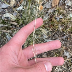 Austrostipa scabra (Corkscrew Grass, Slender Speargrass) at Bungonia, NSW - 9 Apr 2025 by Tapirlord