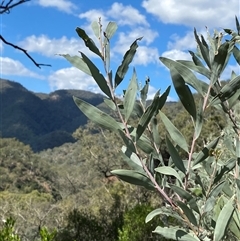 Acacia binervia (Coastal Myall, Kai'arrewan) at Bungonia, NSW - 9 Apr 2025 by Tapirlord