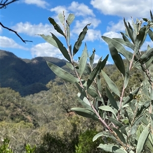 Acacia binervia (Coastal Myall, Kai'arrewan) at Bungonia, NSW - 9 Apr 2025 by Tapirlord