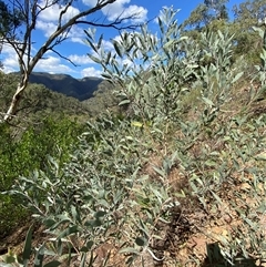Acacia binervia at Bungonia, NSW - 9 Apr 2025 01:05 PM