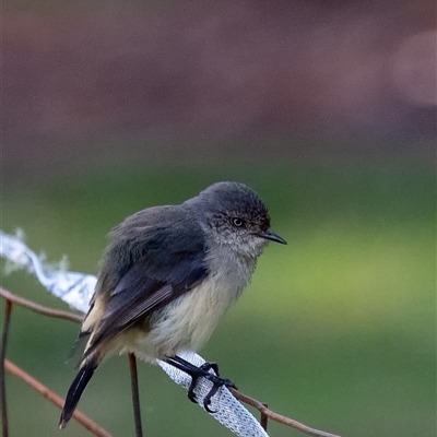 Acanthiza reguloides (Buff-rumped Thornbill) at Penrose, NSW - Today by Aussiegall