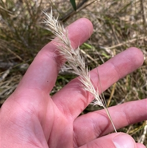 Rytidosperma longifolium (Long-leaved Wallaby Grass) at Bungonia, NSW - 9 Apr 2025 by Tapirlord
