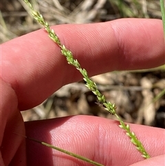 Paspalidium distans (Spreading Panic Grass) at Bungonia, NSW - 9 Apr 2025 by Tapirlord