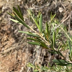 Grevillea arenaria subsp. arenaria (Nepean Spider Flower) at Bungonia, NSW - 9 Apr 2025 by Tapirlord