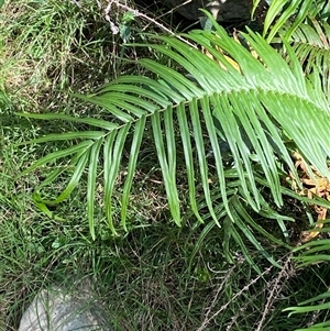 Pteris vittata (Chinese Brake, Ladder Brake) by Tapirlord