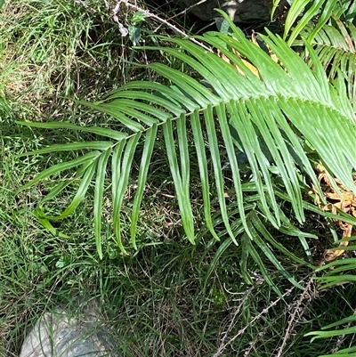 Pteris vittata (Chinese Brake, Ladder Brake) by Tapirlord