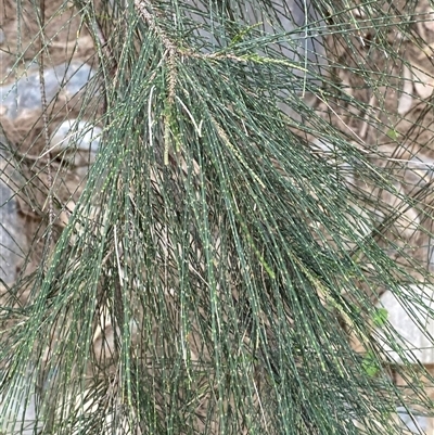 Casuarina cunninghamiana subsp. cunninghamiana (River She-Oak, River Oak) at Marulan, NSW - 9 Apr 2025 by Tapirlord