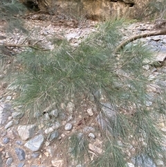 Casuarina cunninghamiana subsp. cunninghamiana at Marulan, NSW - 9 Apr 2025 11:19 AM