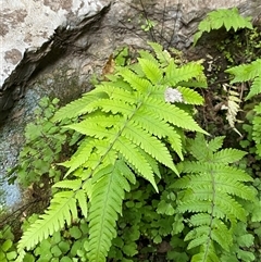 Christella dentata (Binung) at Bungonia, NSW - 9 Apr 2025 by Tapirlord