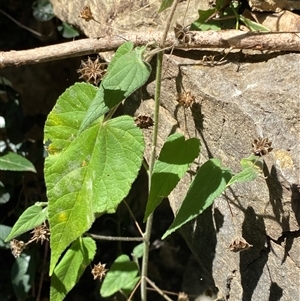Abutilon oxycarpum (Straggly Lantern-bush, Lantern Bush) at Bungonia, NSW - 9 Apr 2025 by Tapirlord