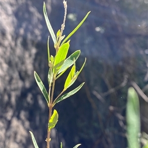Pimelea axiflora subsp. pubescens (Bungonia Rice-flower) at Bungonia, NSW - 9 Apr 2025 by Tapirlord