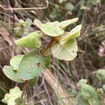 Correa reflexa var. reflexa (Common Correa, Native Fuchsia) at Bungonia, NSW - 9 Apr 2025 by Tapirlord