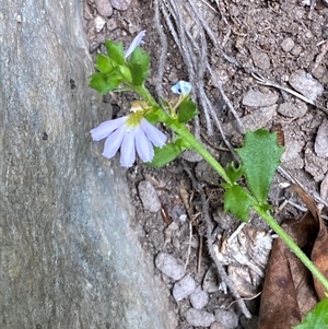 Scaevola albida (Small-fruit Fan-flower) at Bungonia, NSW - 9 Apr 2025 by Tapirlord