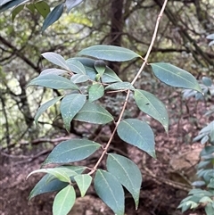 Backhousia myrtifolia (Carrol, Grey Myrtle, Cinnamon Myrtle) at Bungonia, NSW - 9 Apr 2025 by Tapirlord