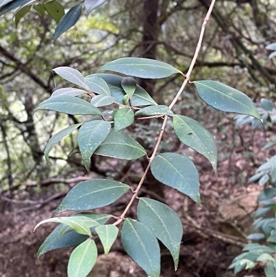 Backhousia myrtifolia (Carrol, Grey Myrtle, Cinnamon Myrtle) at Bungonia, NSW - 9 Apr 2025 by Tapirlord