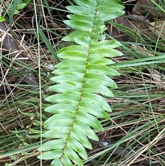 Pellaea falcata (Sickle Fern) at Bungonia, NSW - 9 Apr 2025 by Tapirlord
