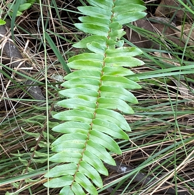 Pellaea falcata (Sickle Fern) at Bungonia, NSW - 9 Apr 2025 by Tapirlord