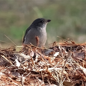 Colluricincla harmonica (Grey Shrikethrush) at Penrose, NSW - Today by Aussiegall