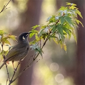 Meliphaga lewinii at Penrose, NSW - suppressed