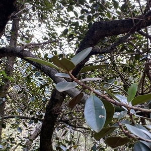 Ficus rubiginosa (Port Jackson or Rusty Fig) at Bungonia, NSW - 9 Apr 2025 by Tapirlord
