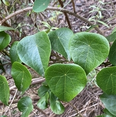 Stephania japonica (Stephania, Tape Vine, Snake Vine) at Bungonia, NSW - 9 Apr 2025 by Tapirlord