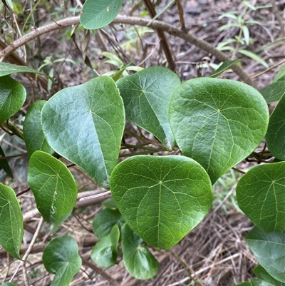 Stephania japonica (Stephania, Tape Vine, Snake Vine) at Bungonia, NSW - 9 Apr 2025 by Tapirlord