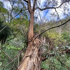 Eucalyptus melliodora (Yellow Box) at Bungonia, NSW - 9 Apr 2025 by Tapirlord