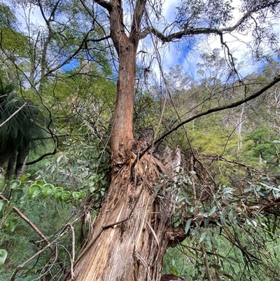 Eucalyptus melliodora (Yellow Box) at Bungonia, NSW - 9 Apr 2025 by Tapirlord