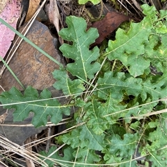 Solanum prinophyllum (Forest Nightshade) at Bungonia, NSW - 9 Apr 2025 by Tapirlord